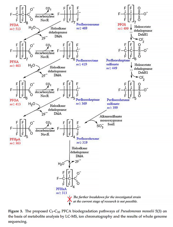 基于GenoLab M的全基因组测序揭示假单胞菌降解全氟羧酸的生物学机制 基于GenoLab M的全基因组测序揭示假单胞菌降解全氟羧酸的生物学机制